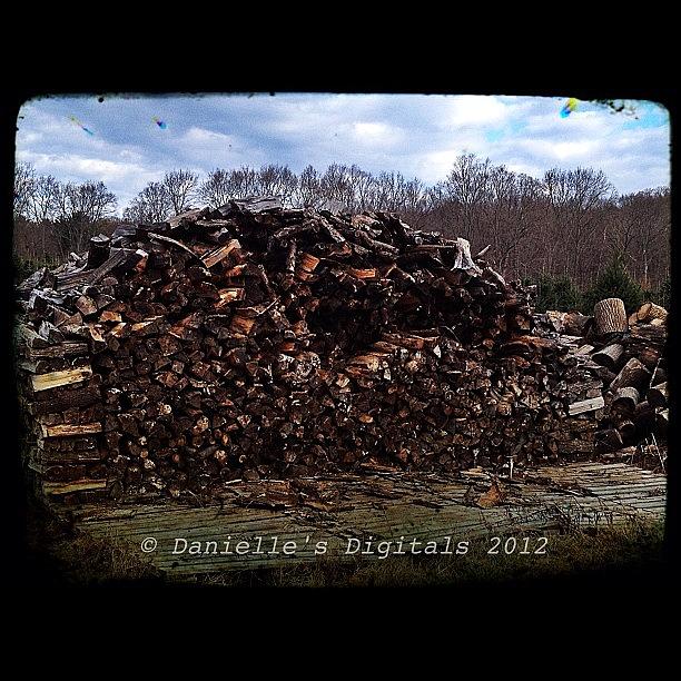 Woodpile Photograph by Danielle McNeil