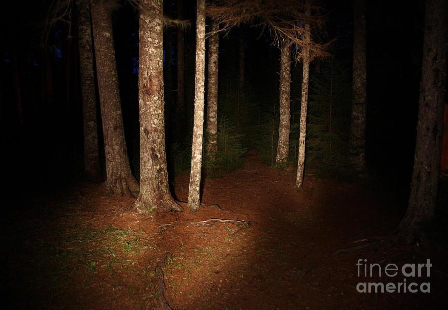 Woods At Night Photograph by Ted Kinsman