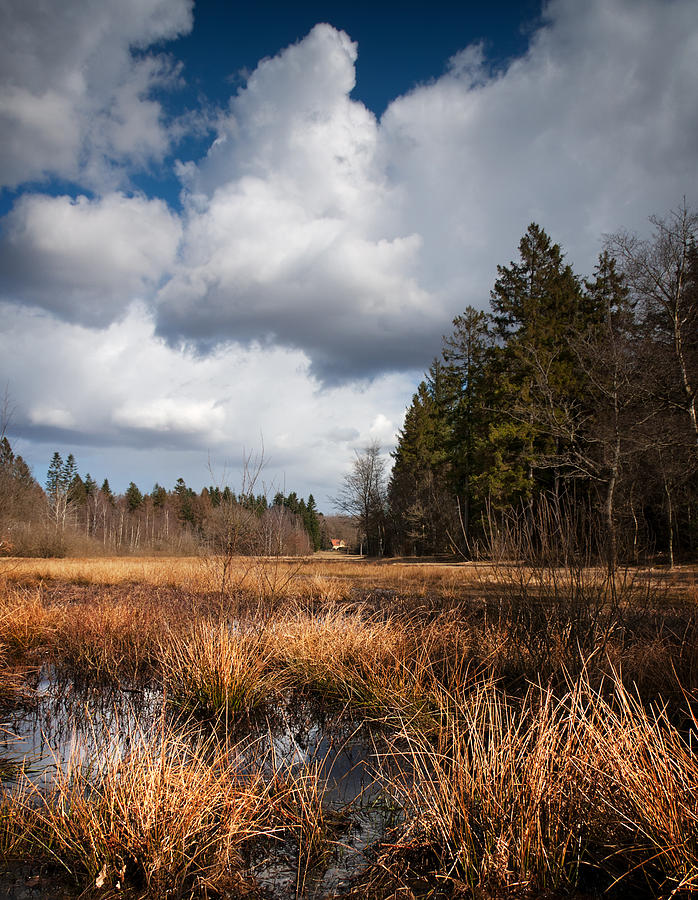 Viborg Photograph - Woods clearing by Paul Davis