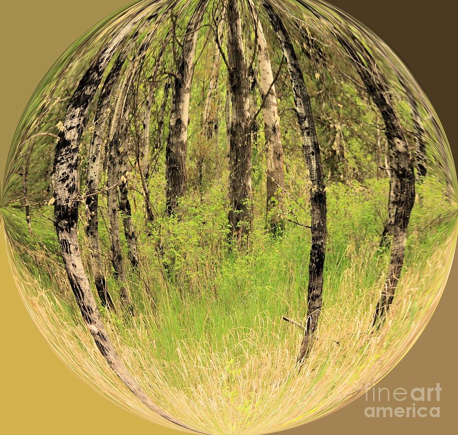 Woods In Crystal Ball Photograph by Roland Stanke