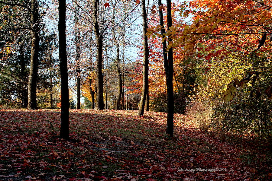 Woods in the Fall Photograph by Jale Fancey