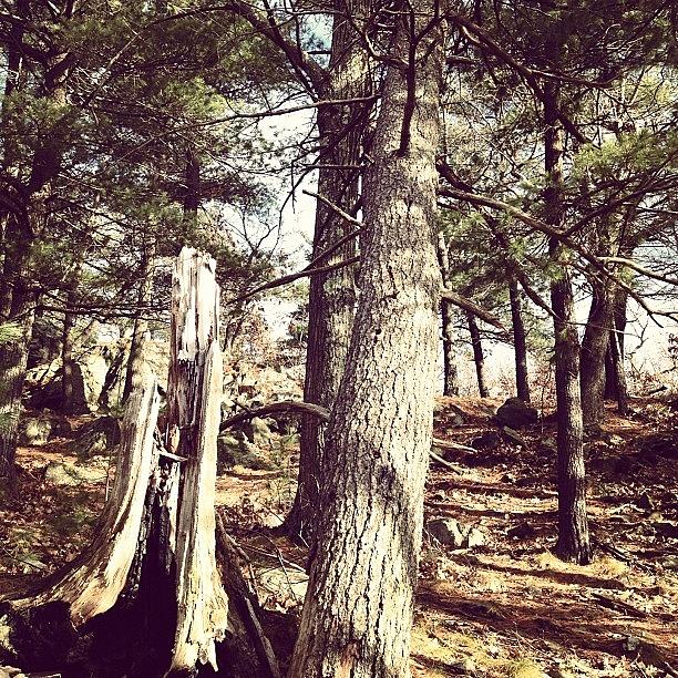 Tree Photograph - #woods #trees #tree #stump #broken by Danielle McNeil