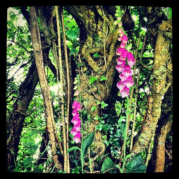 Foxgloves Photograph - #woods #woodland #green by Fay Pead