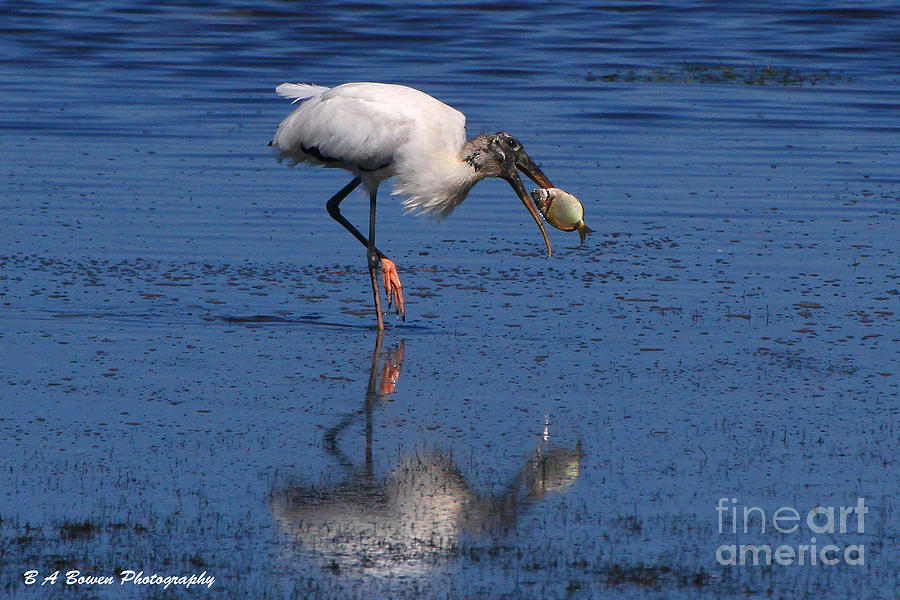 Woodstork catches fish Photograph by Barbara Bowen