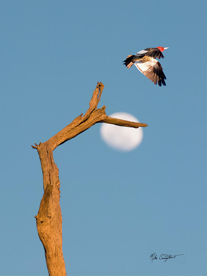 Woody flying by the Moon Photograph by Mike Covington