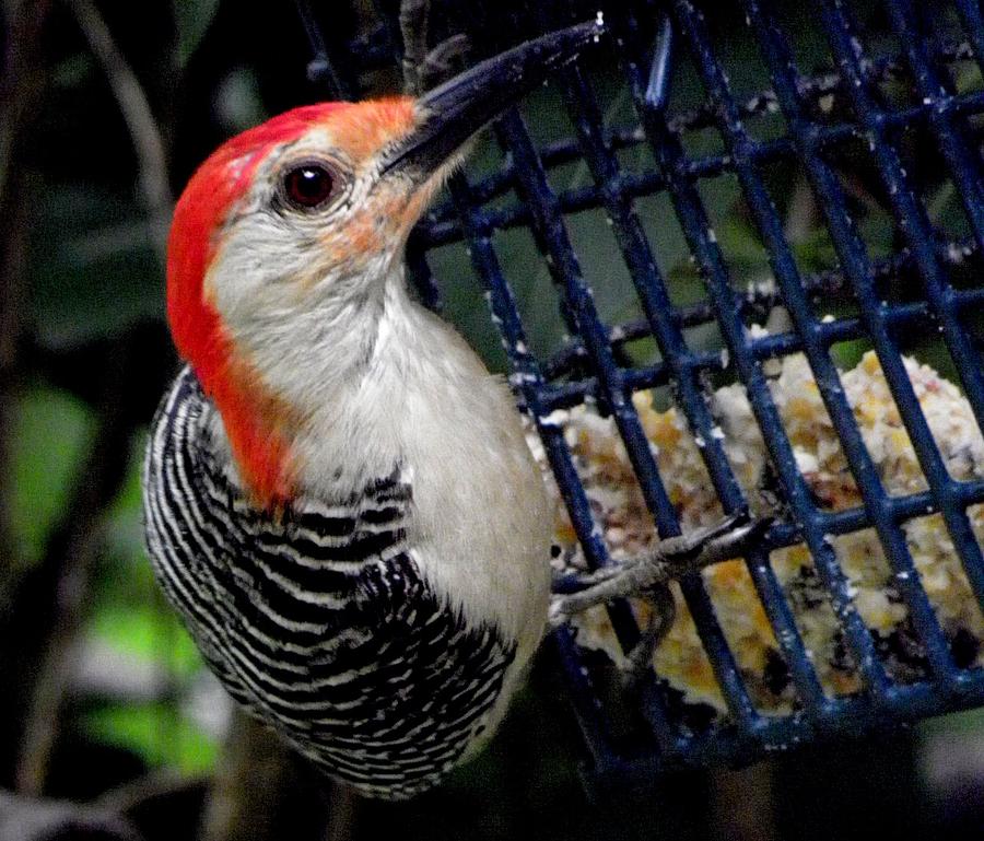 Woody Woodpecker Photograph by Kim Galluzzo