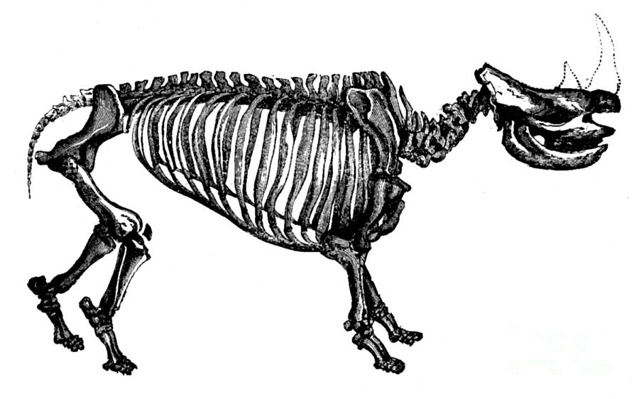 Woolly Rhino, Cenozoic Mammal Photograph by Science Source