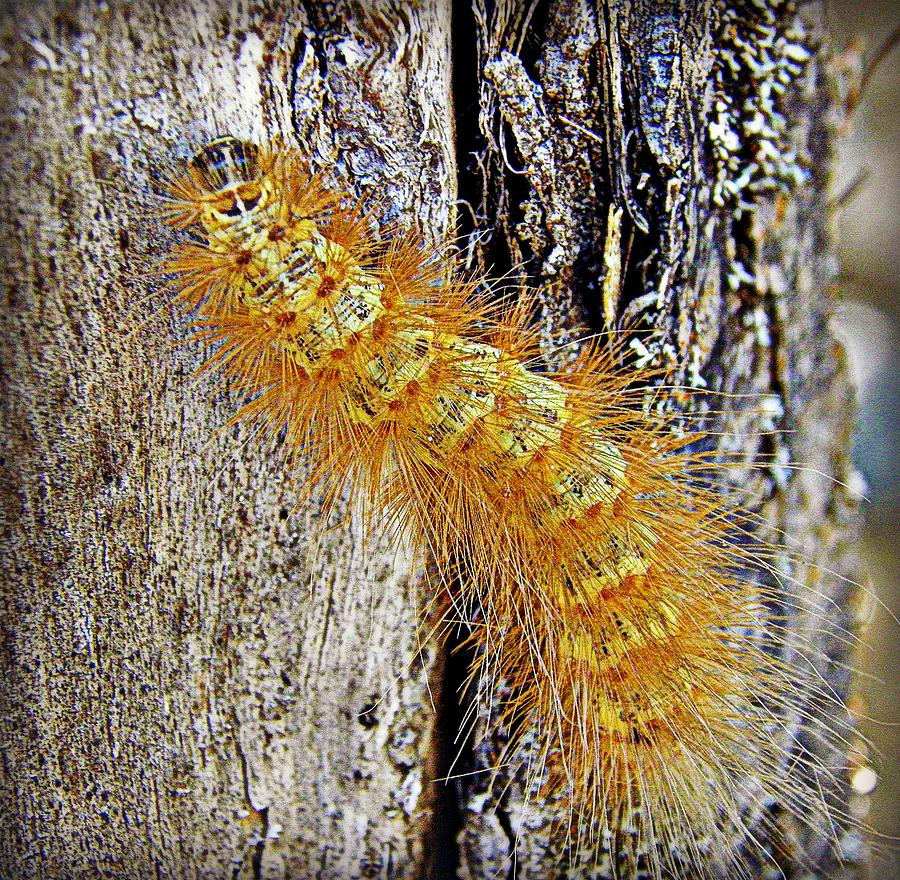 Wooly Bully Photograph by Corrie Knerr