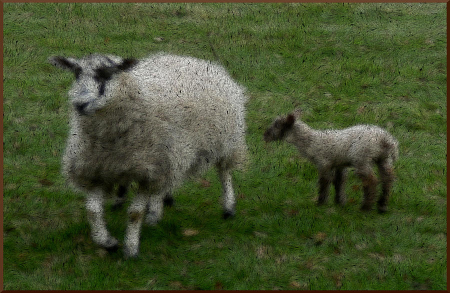Wooly Sheep Photograph by Mindy Newman