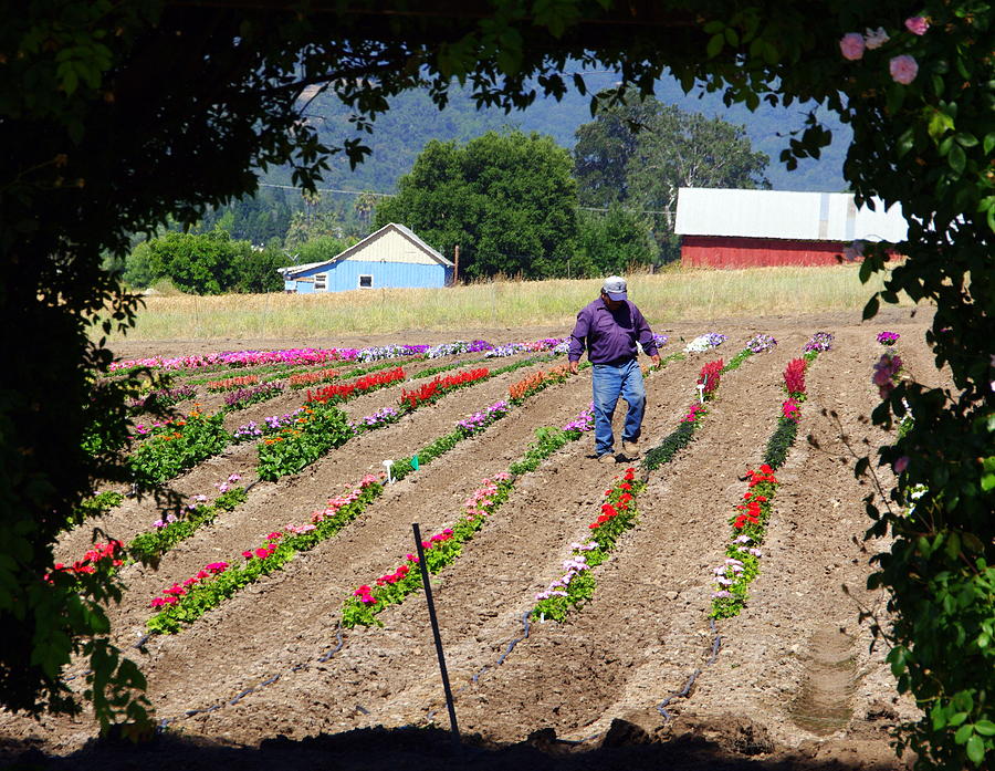 Worker in Flower Field Photograph by Jeff Lowe
