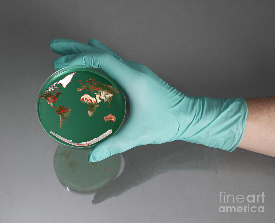 World Inside A Petri Dish Photograph by Photo Researchers
