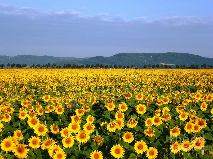 World of Sunflowers Photograph by Amalia Suruceanu