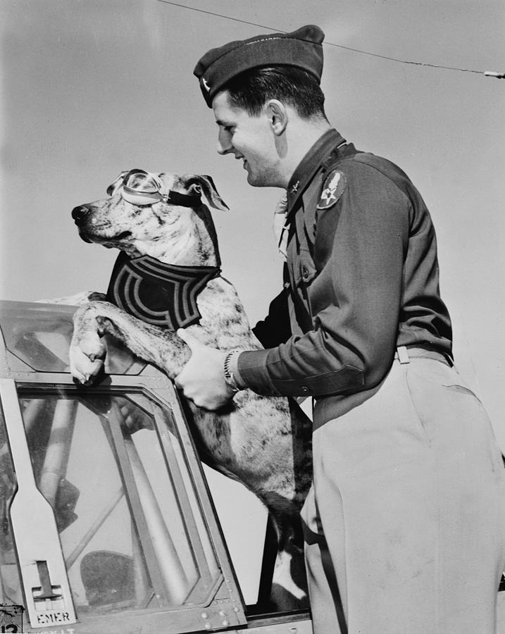 World War Ii, Tiger, A Six-month Old Photograph By Everett - Fine Art 