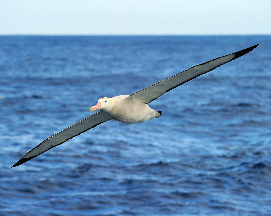Albatross Photograph - Worlds Longest Wingspan by Tony Beck