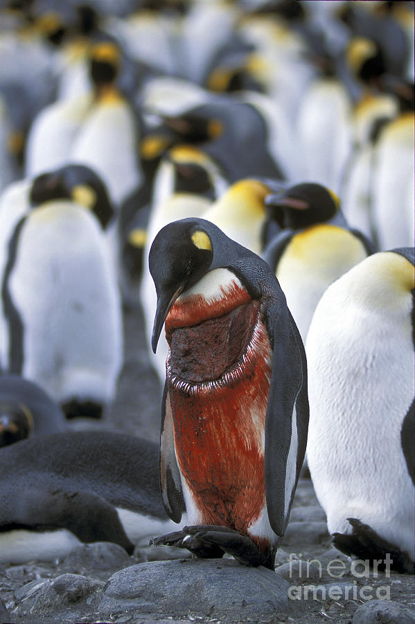 Wounded King Penguin Photograph by Greg Dimijian