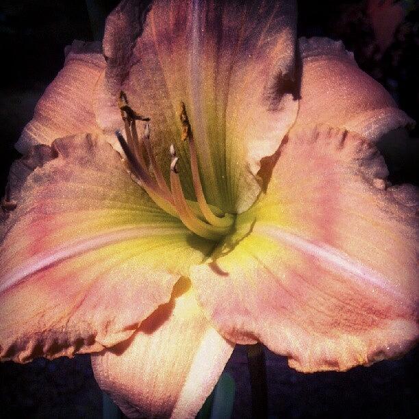 Nature Photograph - Wow!  There Are Still New Daylily by Carla From Central Va  Usa