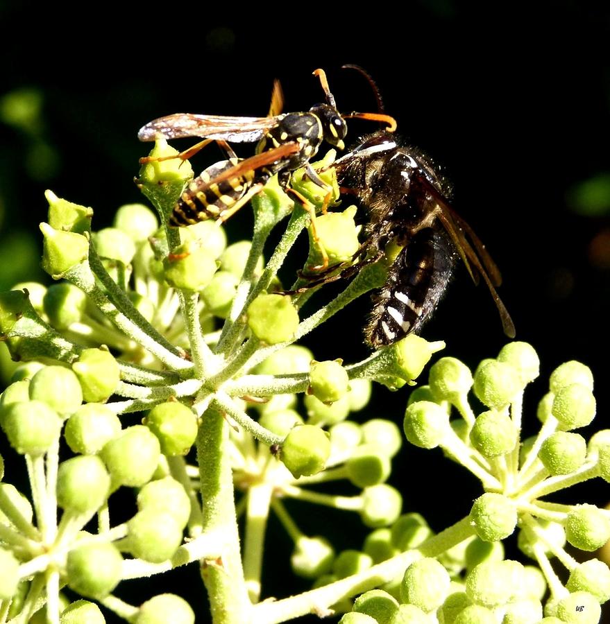Insects Photograph - Wrangling Wasps by Will Borden