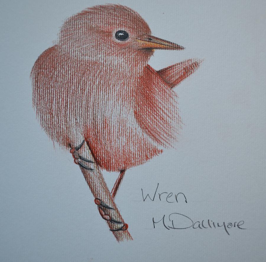 Wren Drawing by Matt Dallimore | Fine Art America