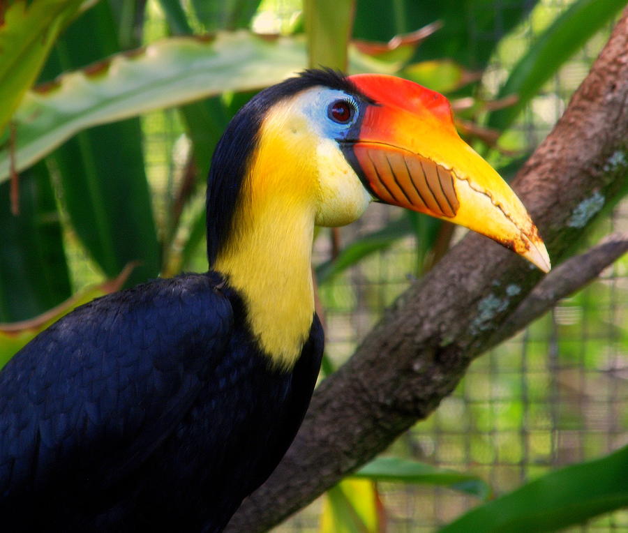 Wrinkled Hornbill by Susanne Van Hulst