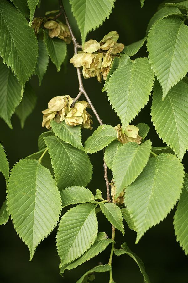 Wych Elm (ulmus Glabra) by Science Photo Library