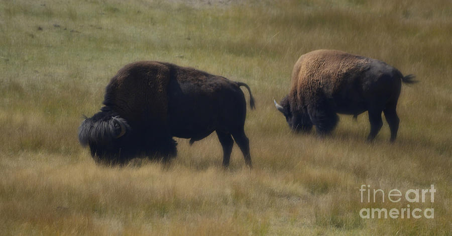 Wyoming Buffalo Photograph by Donna Greene