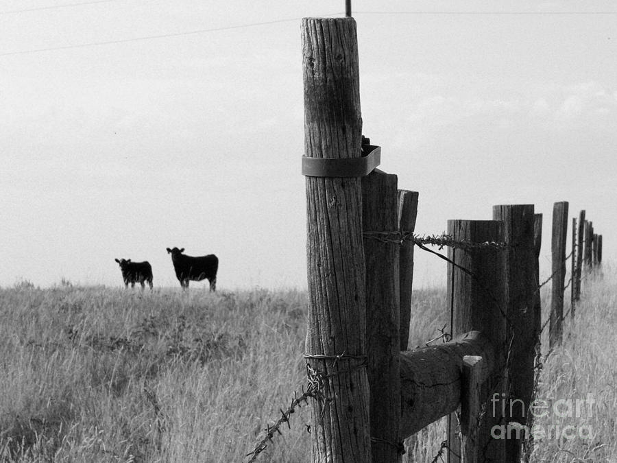 Wyoming fence line Photograph by David Bearden