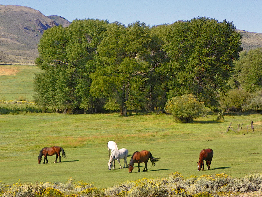Nature Photograph - Wyoming Landscape with Horses by Lenore Senior