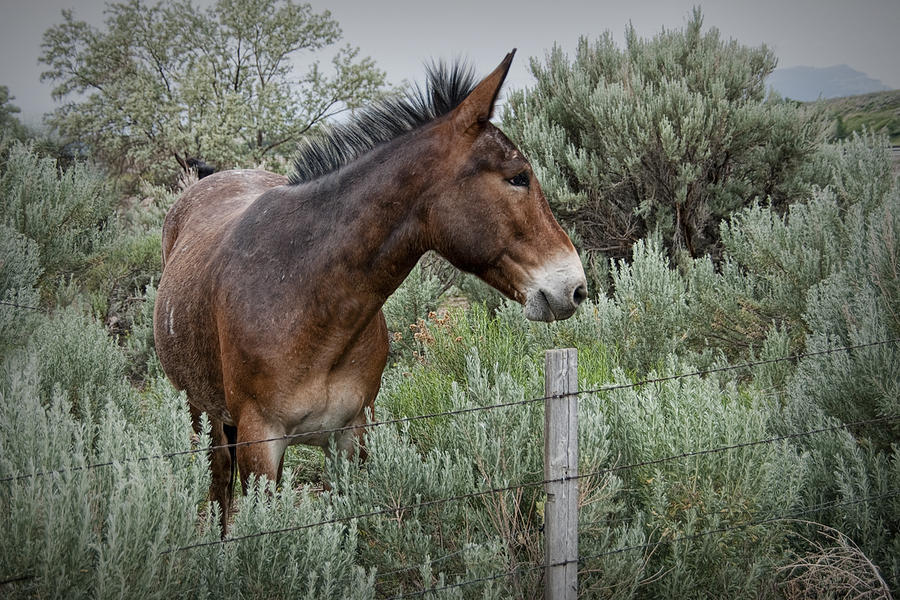 Wyoming Mule Photograph by Randall Nyhof