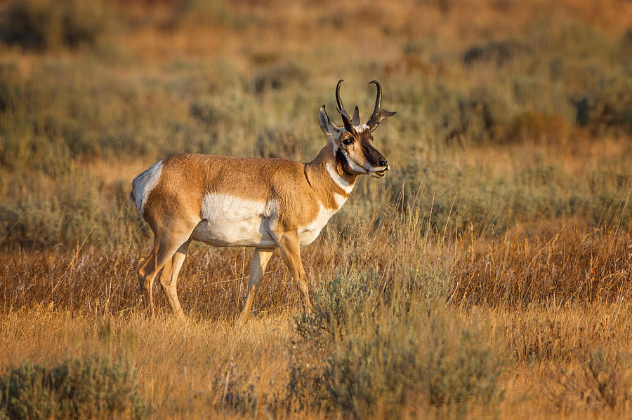 Wyoming Pronghorn Photograph by Ronald Lutz
