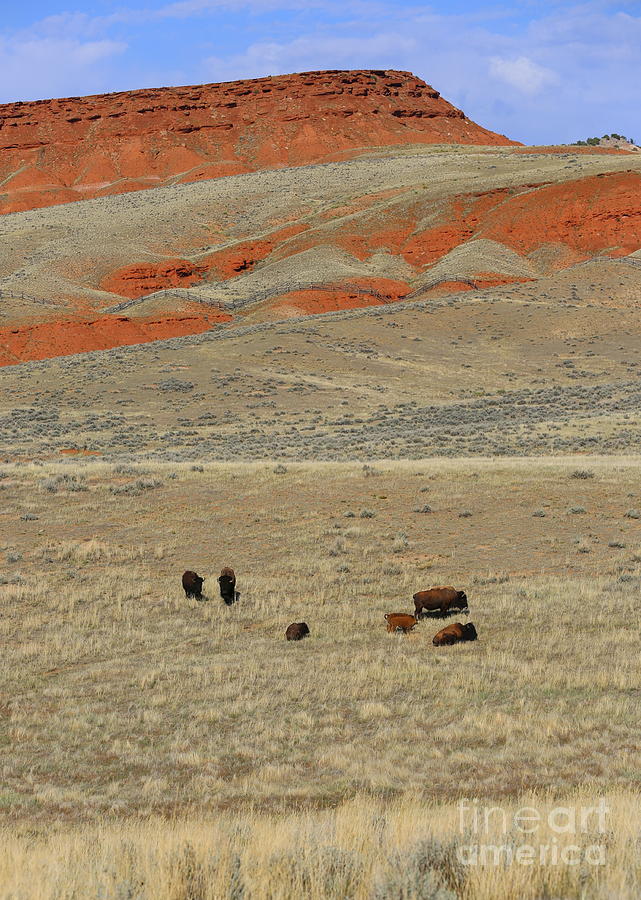 Wyoming Red Cliffs and Buffalo Photograph by Carol Groenen