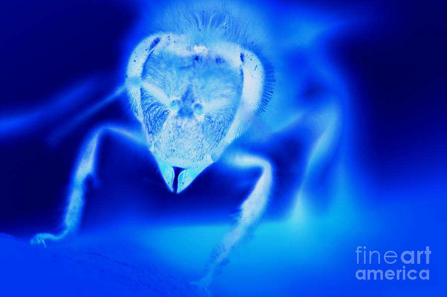 X-Ray Bee Photograph by Micah May - Fine Art America