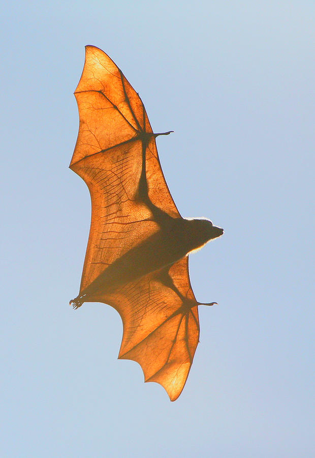X-ray Fruit Bat Photograph by Bruce J Robinson