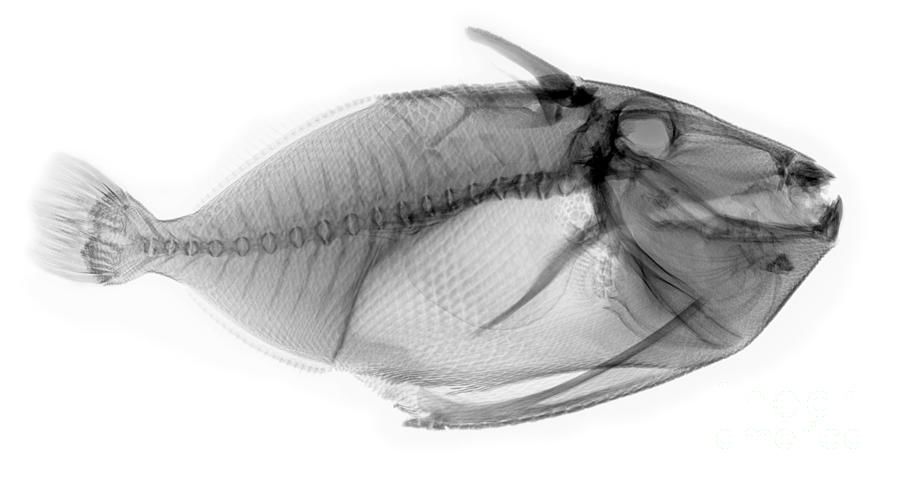 Fish Photograph - X-ray Of A Clown Triggerfish by Ted Kinsman