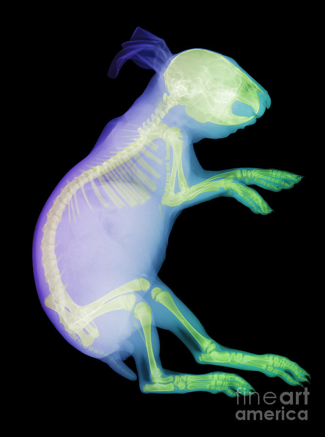 bugs bunny xray