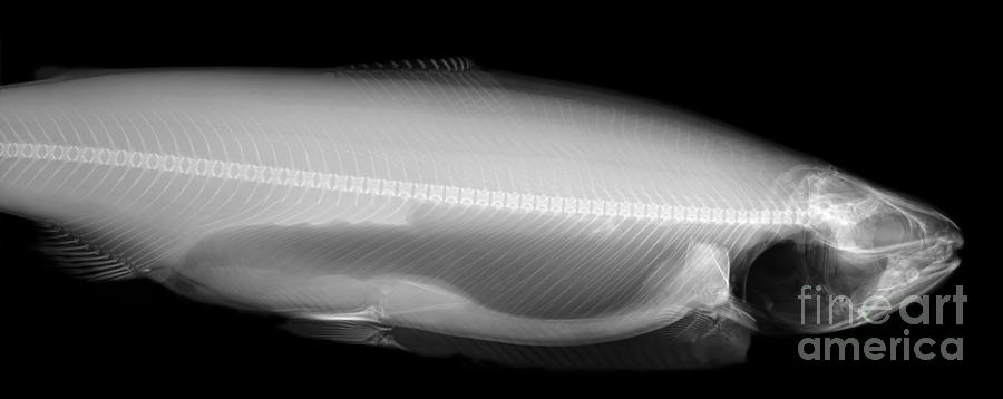 X-ray Of A Trout Photograph by Ted Kinsman