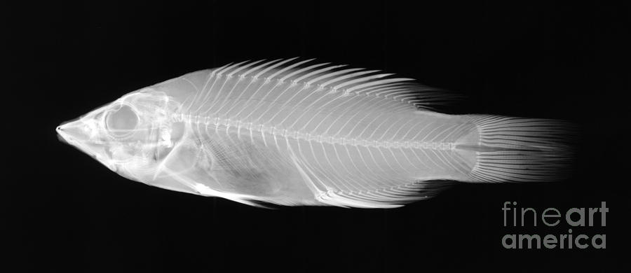 X-ray Of A Wrasse Fish Photograph by Ted Kinsman