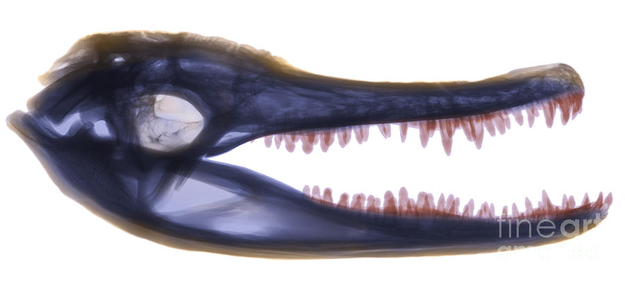 X-ray Of American Alligator Photograph by Ted Kinsman