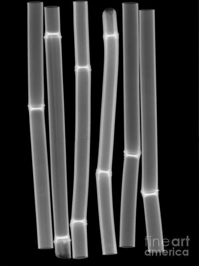 Still Life Photograph - X-ray Of Bamboo by Ted Kinsman