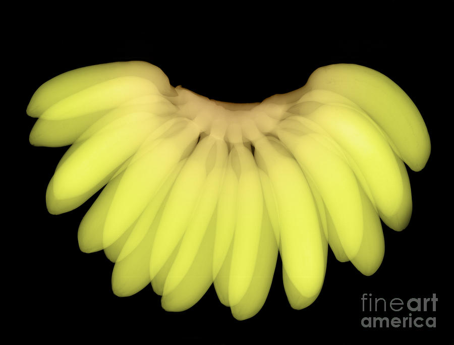X-ray Of Bananas Photograph by Ted Kinsman