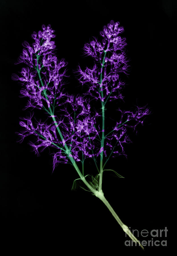 X-ray Of Blooming Lilac Photograph by Ted Kinsman