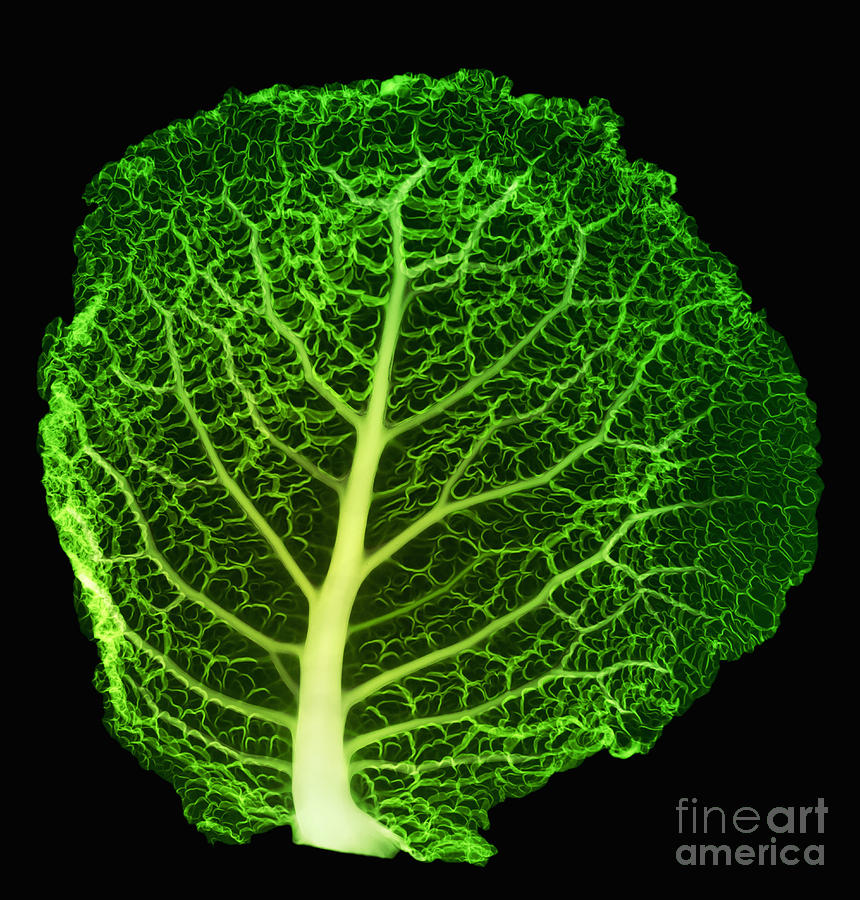 Cabbage Photograph - X-ray Of Cabbage Leaf by Ted Kinsman