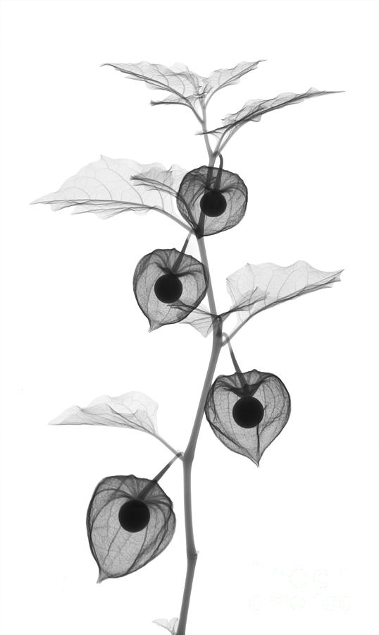 X-ray Of Chinese Lantern Plant Photograph by Ted Kinsman