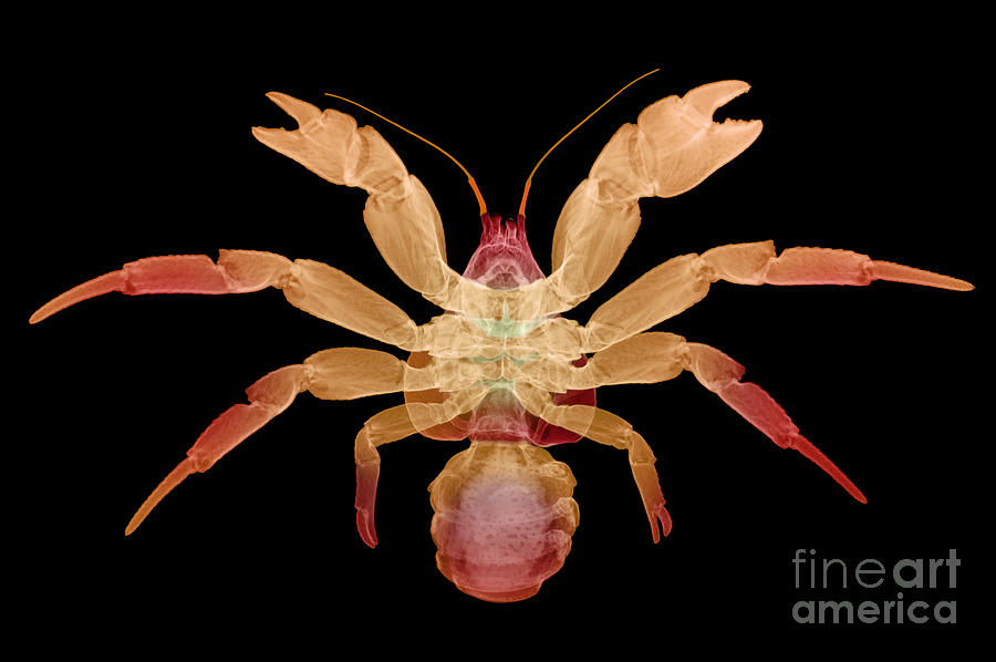 X-ray Of Coconut Crab Photograph by Ted Kinsman