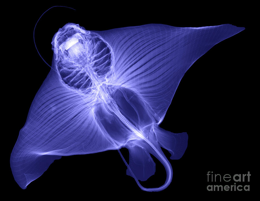 X-ray Of Cownose Ray Photograph by Ted Kinsman