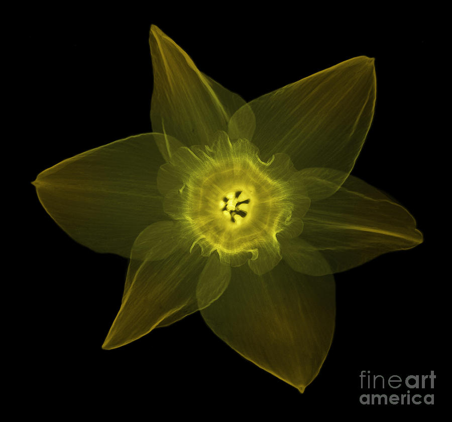 X-ray Of Daffodil Flower Photograph by Ted Kinsman