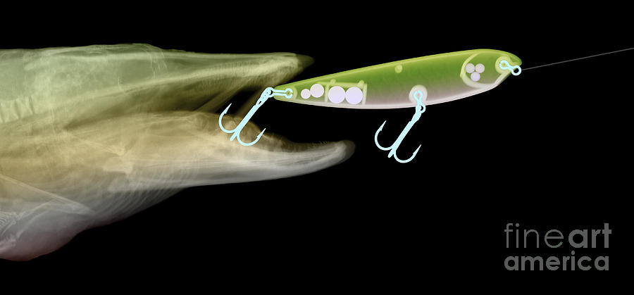 X-ray Of Muskie & Lure Photograph by Ted Kinsman