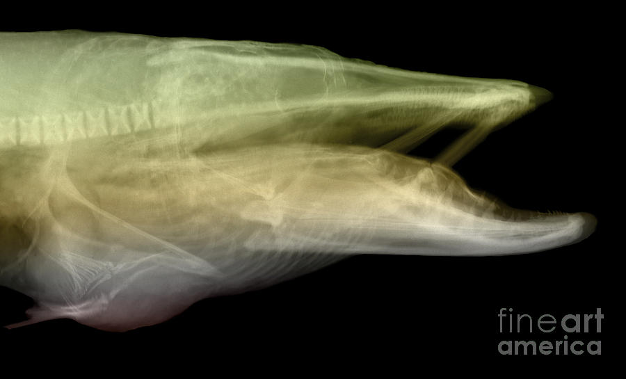 X-ray Of Muskie Photograph by Ted Kinsman
