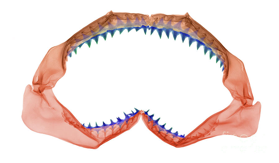 Jaws Photograph - X-ray Of Shark Jaws by Ted Kinsman