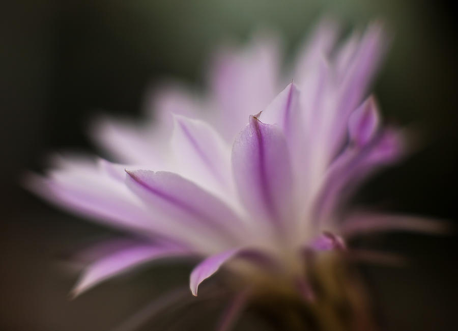Flower Photograph - Xereus Dream by Mike Reid