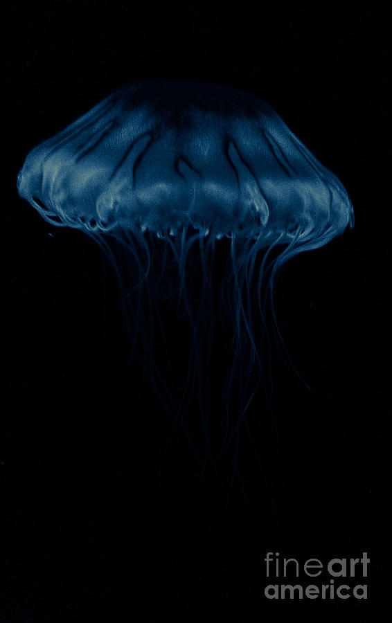 Jellyfish Photograph - Xray Of A Jelly Fish by Andrea Harris